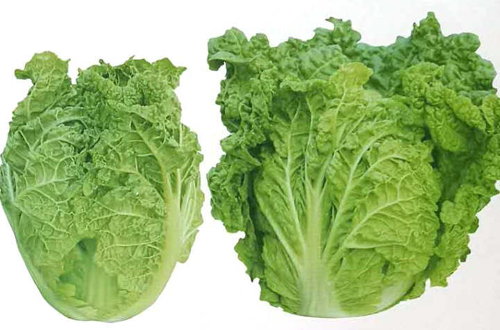 Jiqing No.55——Chinese Cabbage